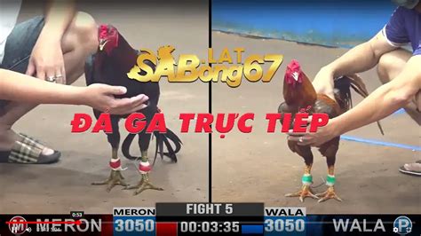 sabong67 c1